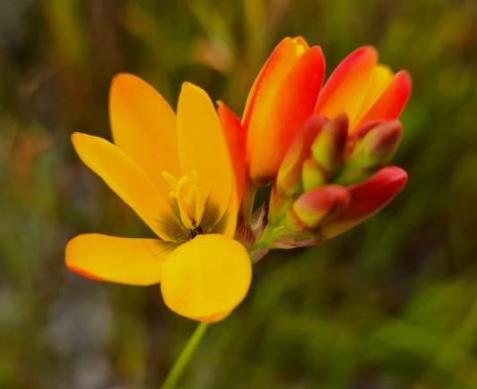 Baeometra uniflora flower